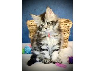 Maine Coon Kittens For Sale - Beautiful, Well-Socialized Kittens