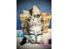 Maine Coon Kittens For Sale - Beautiful, Well-Socialized Kittens