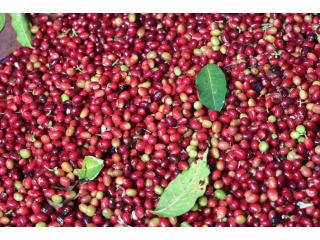 Organic Robusta coffee +256790560642 Arabica coffee bean traders California—USA Spain Belgium