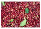 Organic Robusta coffee +256790560642 Arabica coffee bean traders California—USA Spain Belgium
