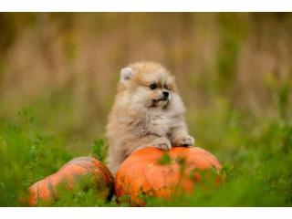 Pomeranian Puppies for Sale in Mumbai