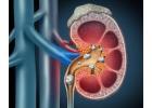 Top Nephrologist in Dehradun for Trusted Renal Healthcare