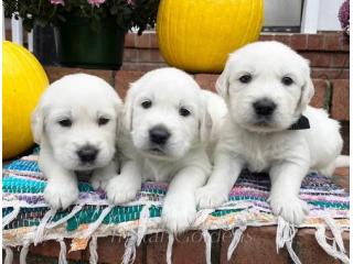English Cream Golden Retrievers Puppies – Your Perfect Family Companion