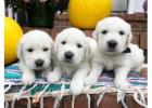 English Cream Golden Retrievers Puppies – Your Perfect Family Companion