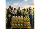 Wholesale Sunflower Oil for sale | Sunflower Oil Exporters in Bulk
