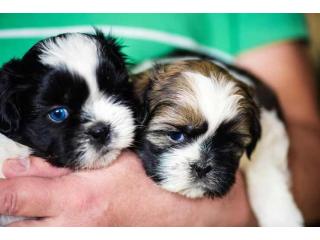 Shih Tzu Puppies for Sale in Chennai