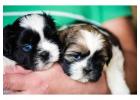 Shih Tzu Puppies for Sale in Chennai
