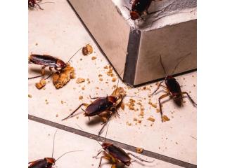 Commercial Pest Control Chennai for Offices & Business Spaces