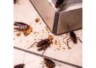 Commercial Pest Control Chennai for Offices & Business Spaces