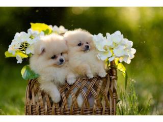 Pomeranian Puppies for Sale in Delhi