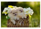 Pomeranian Puppies for Sale in Delhi