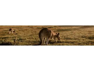 Chauffeur Car Hire Hunter Valley