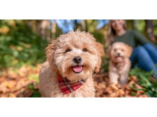 Poodle Puppies for Sale in Mumbai