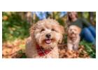 Poodle Puppies for Sale in Mumbai