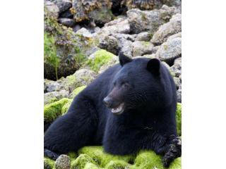 Wildlife Tours Tofino | Explore Wild Today | Whale Safaris