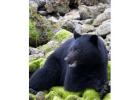 Wildlife Tours Tofino | Explore Wild Today | Whale Safaris