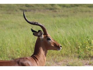 Tailor-Made African Safari Packages - Luxury & Private Tours