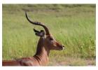 Tailor-Made African Safari Packages - Luxury & Private Tours