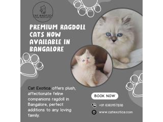 Best Ragdoll Cat in Bangalore