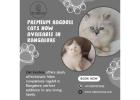 Best Ragdoll Cat in Bangalore