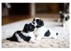 Shih Tzu Puppies for Sale in Noida