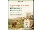 Satvik A2 Gir Cow Ghee 5ltr – Pure Bilona Ghee from Gujarat Farms