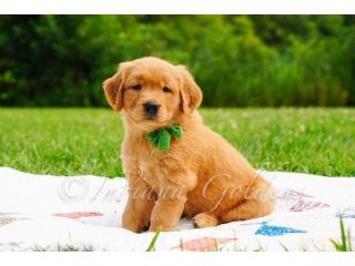 English Golden Retriever Puppies - Raised with Love & Care