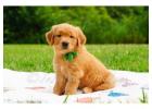 English Golden Retriever Puppies - Raised with Love & Care
