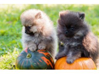 Pomeranian Puppies for Sale in Jaipur