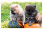 Pomeranian Puppies for Sale in Jaipur