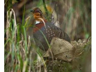 Birdwatching Tours India