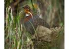Birdwatching Tours India
