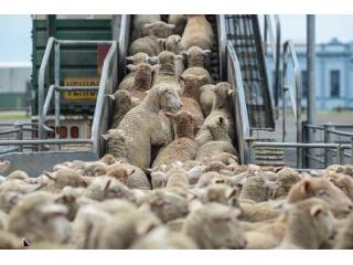 Reliable Livestock & Animal Transport Services in Melbourne