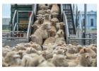 Reliable Livestock & Animal Transport Services in Melbourne