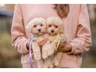 Poodle Puppies for Sale in Kolkata