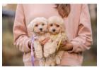 Poodle Puppies for Sale in Kolkata