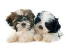 Shih Tzu Puppies for Sale in Jaipur 