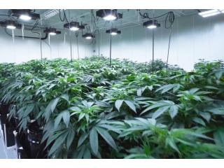 Investing in Grow Room Vinyl Panels Reduces Upkeep