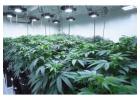 Investing in Grow Room Vinyl Panels Reduces Upkeep