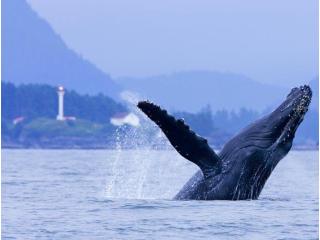 Tofino Whale Tours | Explore Wildlife | Whale Safaris Today