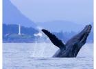 Tofino Whale Tours | Explore Wildlife | Whale Safaris Today