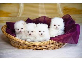 Pomeranian Puppies for Sale in Noida