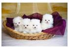 Pomeranian Puppies for Sale in Noida