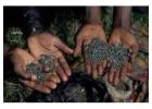 Gold bar Nuggets sale +256790560642 Coltan (Tantalite) ore 