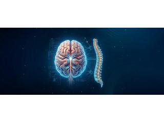 Neuro Spine Surgeons in Faridabad