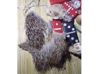 Voodoo Magic Spells To Bring Back An Ex Lover - Dr Malibu Kadu