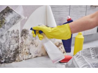 Basement Mold Cleaning Services for Safer Homes