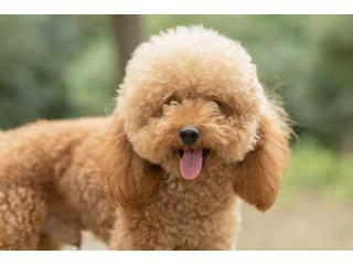 Poodle Puppies for Sale in Ahmedabad