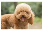 Poodle Puppies for Sale in Ahmedabad