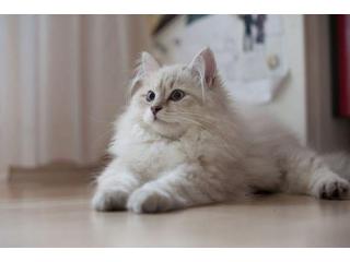 White Siberian Cat For Sale In Washington